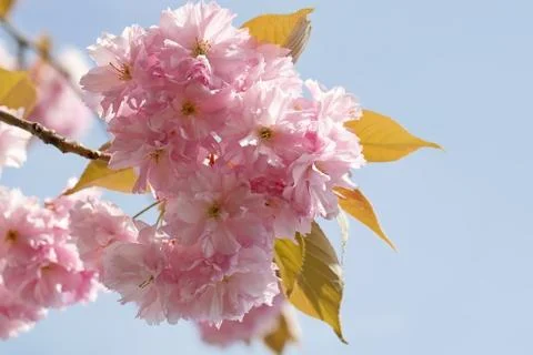 Cherry Blossom in Springtime Stock Photos