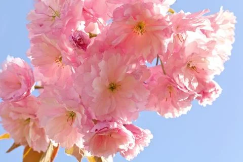 Cherry Blossom in Springtime Stock Photos
