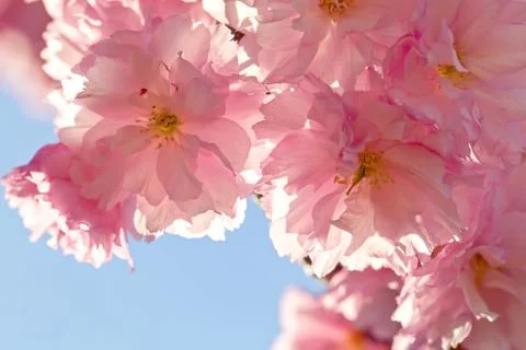 Cherry Blossom in Springtime Stock Photos
