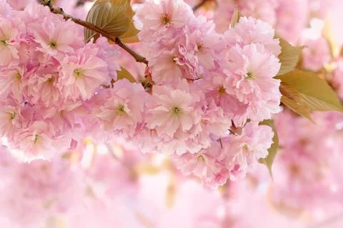 Cherry Blossom in Springtime Stock Photos