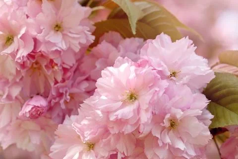 Cherry Blossom in Springtime Stock Photos