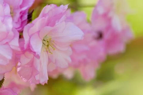 Cherry Blossom in Springtime Stock Photos