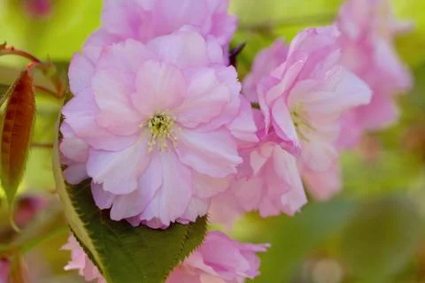 Cherry Blossom in Springtime Stock Photos