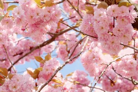 Cherry Blossom in Springtime Stock Photos