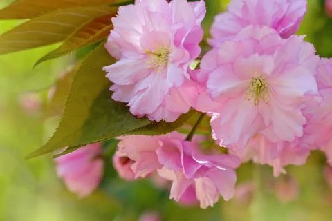Cherry Blossom in Springtime Stock Photos