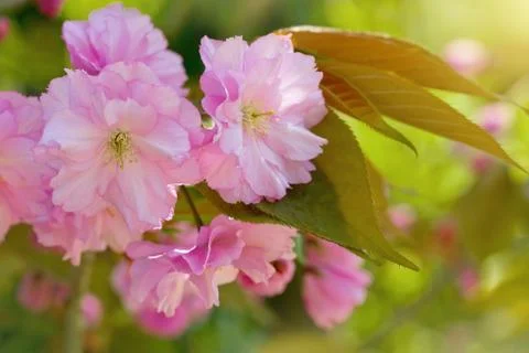 Cherry Blossom in Springtime Stock Photos