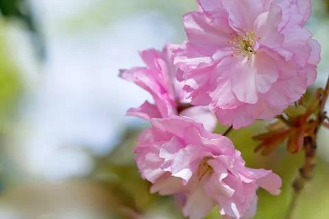 Cherry Blossom in Springtime Stock Photos