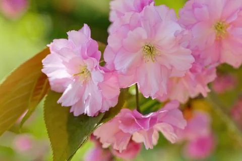 Cherry Blossom in Springtime Stock Photos