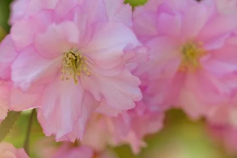 Cherry Blossom in Springtime Stock Photos