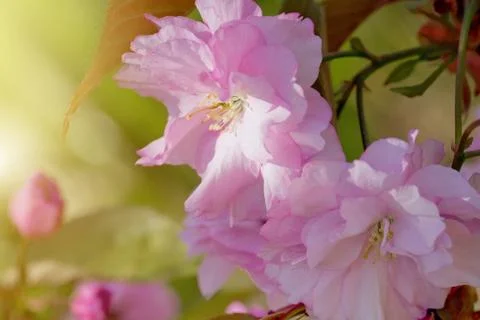 Cherry Blossom in Springtime Stock Photos