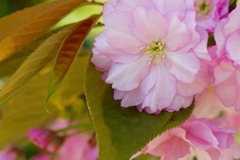 Cherry Blossom in Springtime Stock Photos