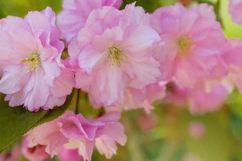 Cherry Blossom in Springtime Stock Photos