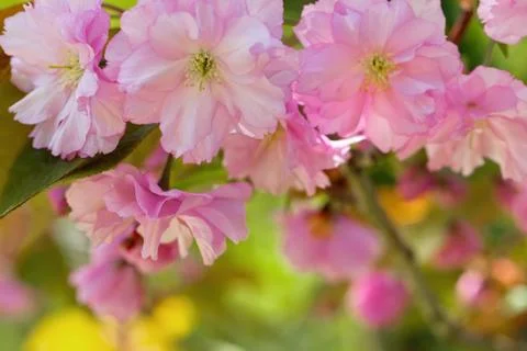 Cherry Blossom in Springtime Stock Photos