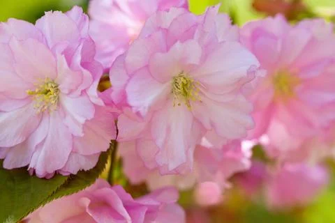 Cherry Blossom in Springtime Stock Photos
