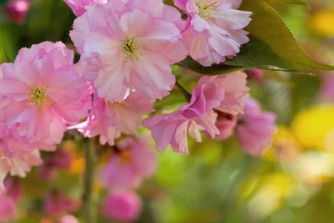 Cherry Blossom in Springtime Stock Photos
