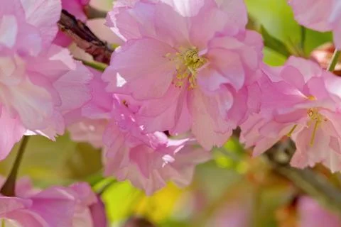 Cherry Blossom in Springtime Stock Photos