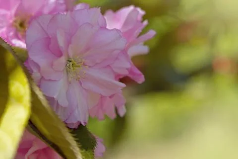 Cherry Blossom in Springtime Stock Photos