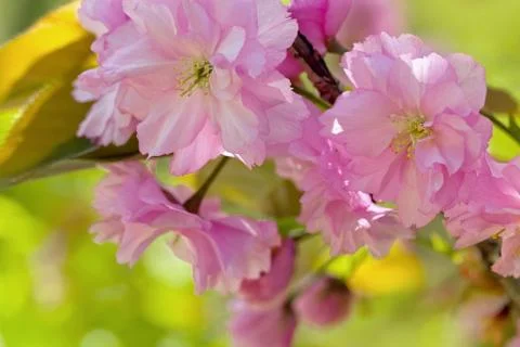 Cherry Blossom in Springtime Stock Photos