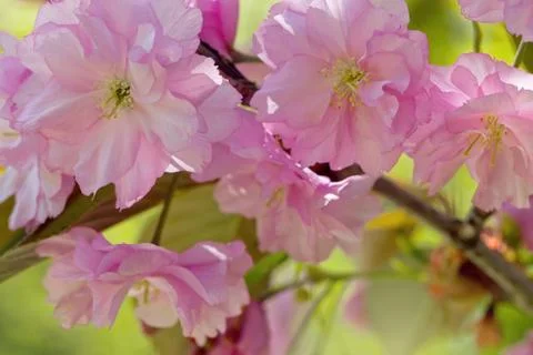 Cherry Blossom in Springtime Stock Photos