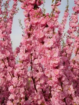 Cherry blossom in springtime Stock Photos