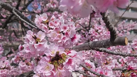 Cherry blossom in springtime season.Sakura tree at japan in march. Stock Footage 238760991