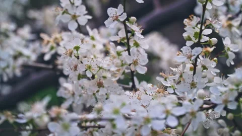 Cherry blossom at springtime, stabilized camera tracking Stockbeeldmateriaal 133253943