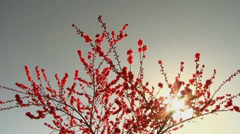 Cherry Blossom with sun flaring through branches Stock Footage 35309254