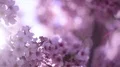 Cherry Blossom & Sunlight Dolly and Pan Soft Focus HD Footage