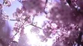 Cherry Blossom & Sunlight Dolly and Pan Soft Focus HD Footage