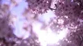 Cherry Blossom & Sunlight Dolly and Pan Soft Focus HD Footage