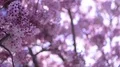 Cherry Blossom & Sunlight Dolly and Pan Soft Focus HD Footage