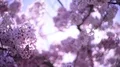 Cherry Blossom & Sunlight Dolly and Pan Soft Focus HD Footage