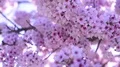 Cherry Blossom & Sunlight Dolly and Pan Soft Focus HD Footage