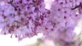 Cherry Blossom & Sunlight Dolly and Pan Soft Focus HD Footage