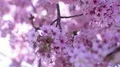 Cherry Blossom & Sunlight Dolly and Pan Soft Focus HD Footage
