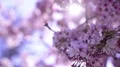 Cherry Blossom & Sunlight Dolly and Pan Soft Focus HD Footage