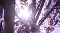 Cherry Blossom & Sunlight Dolly and Pan Soft Focus HD Footage