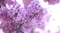 Cherry Blossom & Sunlight Dolly and Pan Soft Focus HD Footage