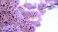 Cherry Blossom & Sunlight Dolly and Pan Soft Focus HD Footage