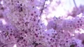 Cherry Blossom & Sunlight Dolly and Pan Soft Focus HD Footage