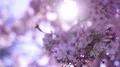 Cherry Blossom & Sunlight Dolly and Pan Soft Focus HD Footage
