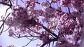 Cherry Blossom & Sunlight Dolly and Pan Soft Focus HD Footage