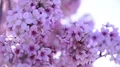 Cherry Blossom & Sunlight Dolly and Pan Soft Focus HD Footage