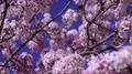 Cherry Blossom & Sunlight Dolly and Pan Soft Focus HD Footage