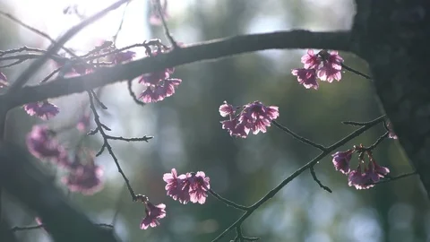 Cherry blossom with sunlight at park in spring season Stock Footage 100894674