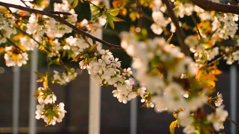 Cherry blossom at sunset, close-up. Smooth camera parallax Vídeo Stock 309544683