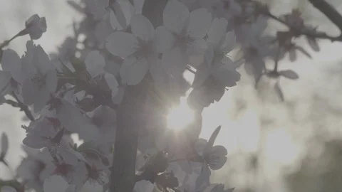 Cherry Blossom in Sunset Stock Footage 129332857