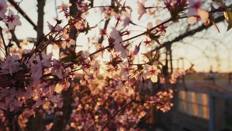 Cherry Blossom in sunset, Germany Stock Footage 305939905