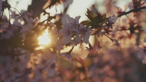 Cherry Blossom in sunset, Germany Stock Footage 305940008