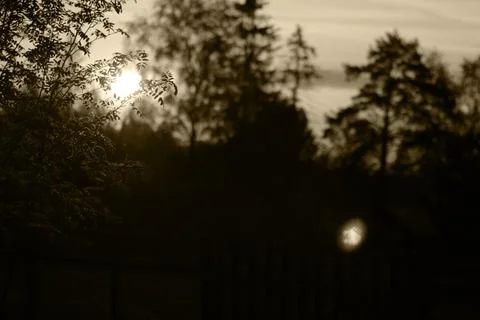 Cherry blossom at sunset Stock Photos